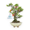 Chaenomeles Chojubai - Asian Quince - 23 cm