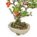 Chaenomeles Chojubai - Asian Quince - 23 cm