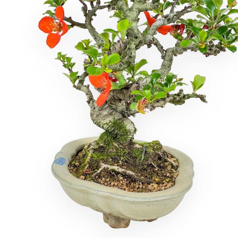 Chaenomeles Chojubai - Asian Quince - 23 cm