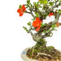 Chaenomeles Chojubai - Asian Quince - 23 cm