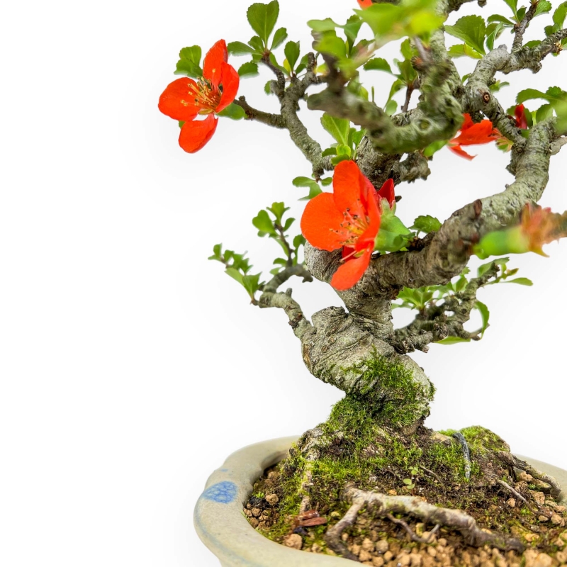 Chaenomeles Chojubai - Asian Quince - 23 cm