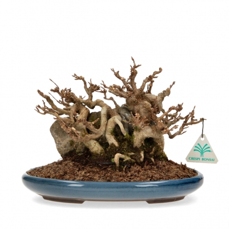 Acer Buergerianum - Maple - 21 cm