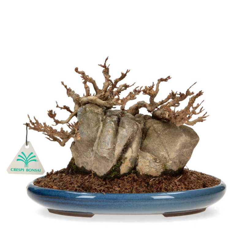 Acer Buergerianum - Érable - 21 cm