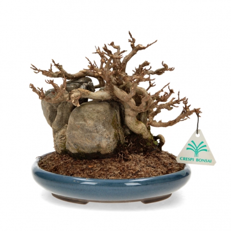 Acer buergerianum - Acero - 21 cm