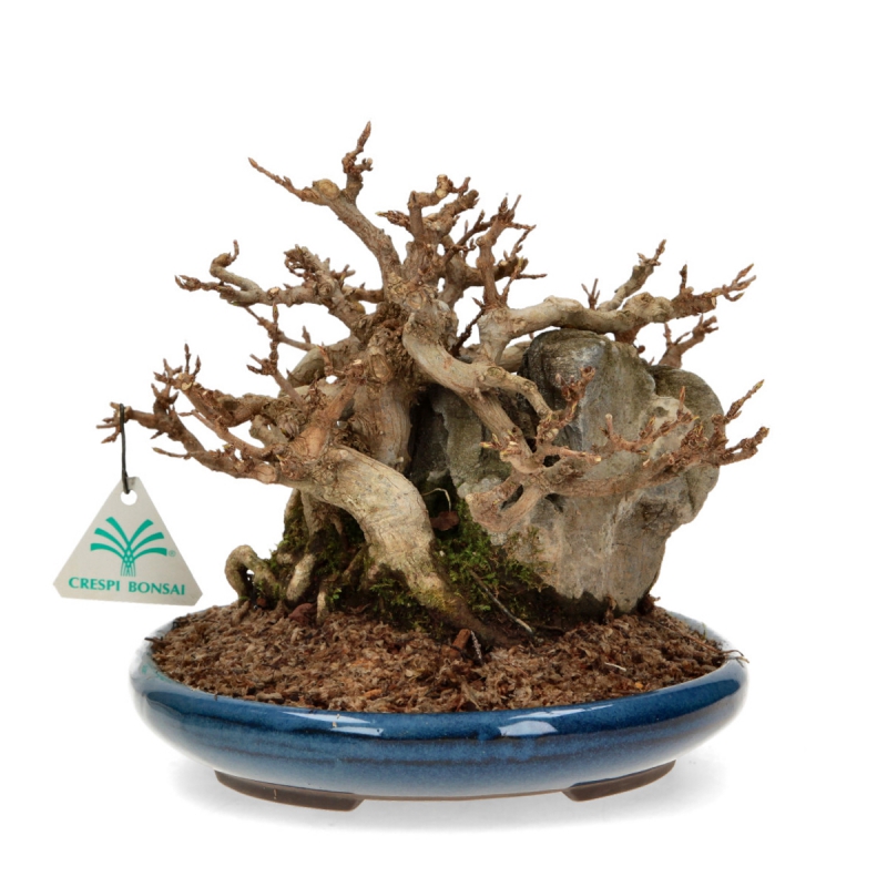 Acer Buergerianum - Érable - 21 cm