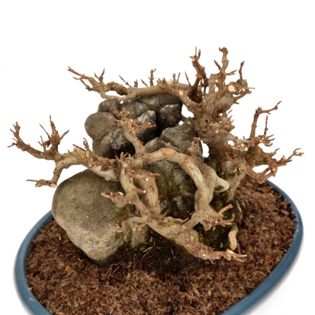 Acer buergerianum - Acero - 21 cm