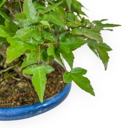 Acer Buergerianum - 21 cm