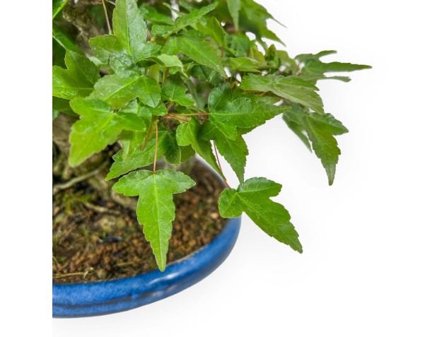 Acer Buergerianum - Maple - 21 cm 2