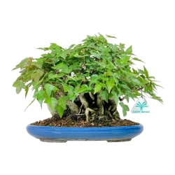 Acer Buergerianum - 21 cm