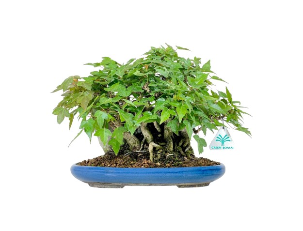Acer Buergerianum - Maple - 21 cm