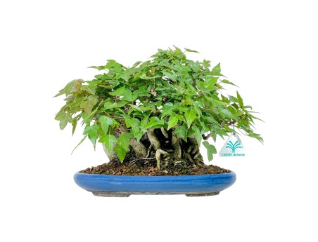 Acer Buergerianum - Acero - 21 cm