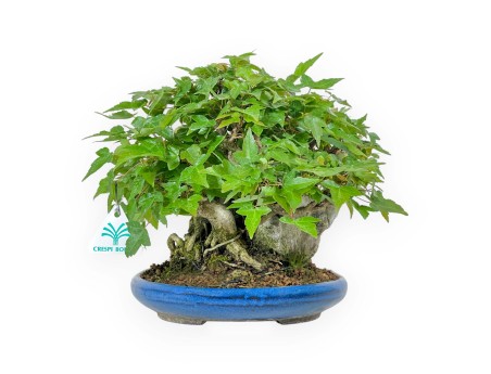 Acer Buergerianum - 21 cm