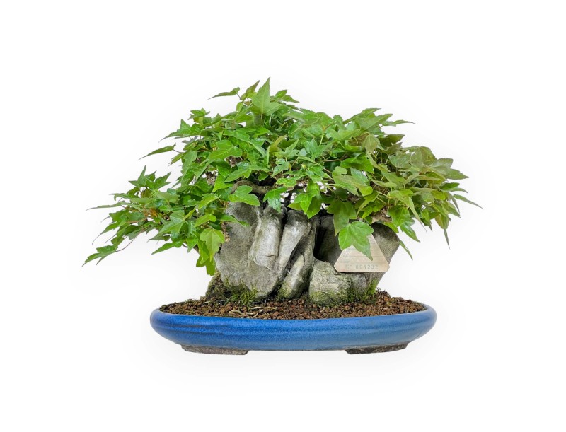 Acer Buergerianum - Acero - 21 cm