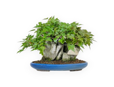 Acer Buergerianum - Acero - 21 cm