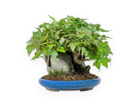 Acer Buergerianum - Érable - 21 cm