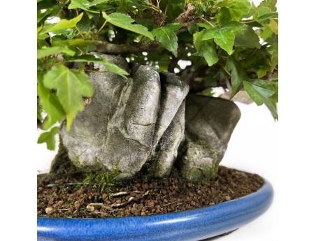 Acer Buergerianum - Érable - 21 cm