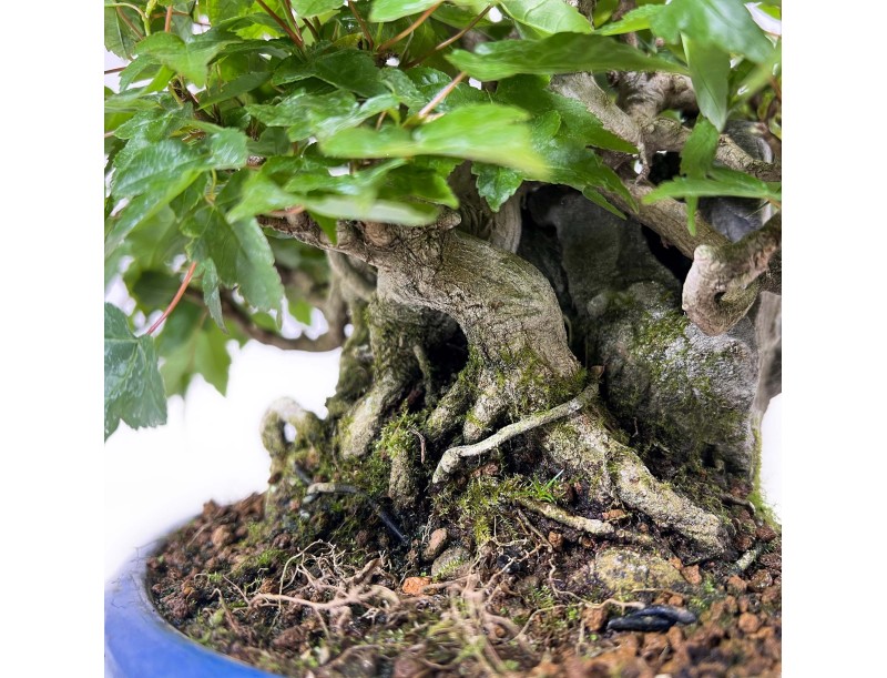 Acer Buergerianum - Maple - 21 cm