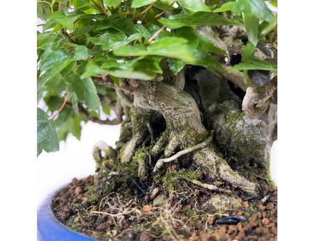 Acer Buergerianum - 21 cm