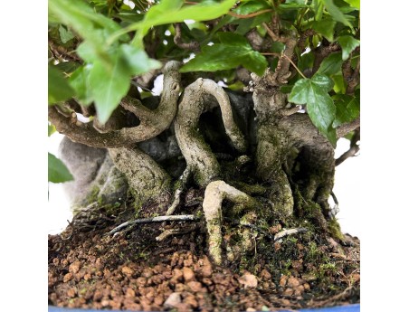 Acer Buergerianum - Acero - 21 cm