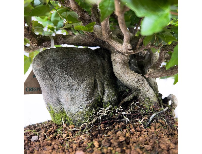 Acer Buergerianum - Érable - 21 cm