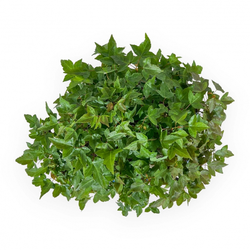 Acer Buergerianum - Érable - 21 cm