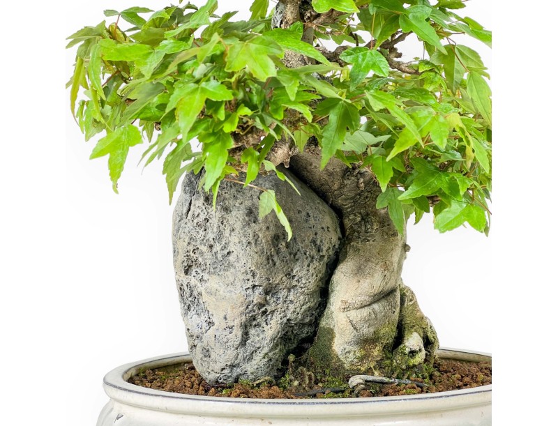 Acer Buergerianum - Acero - 33 cm