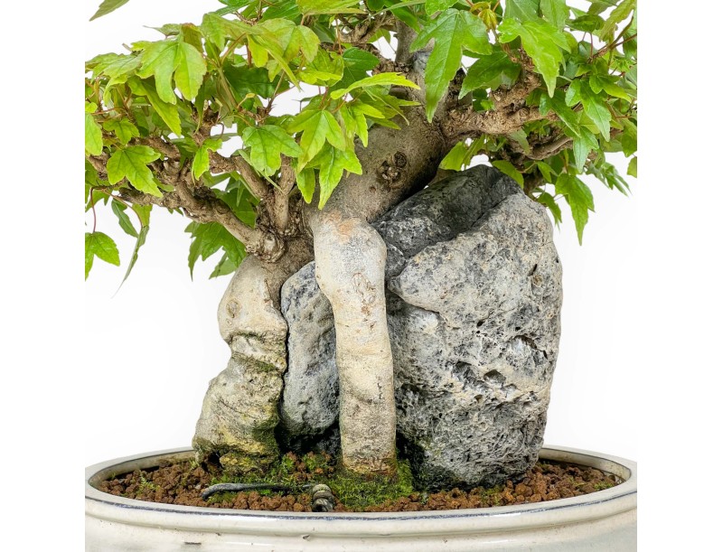 Acer Buergerianum - Érable - 33 cm