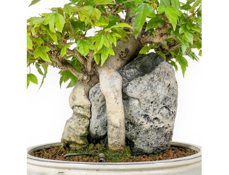 Acer Buergerianum - Maple - 33 cm