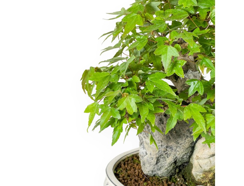 Acer Buergerianum - Maple - 33 cm