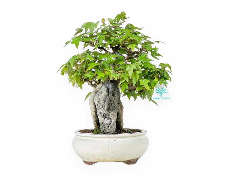 Acer Buergerianum - Maple - 33 cm