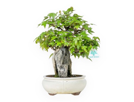 Acer Buergerianum - 33 cm