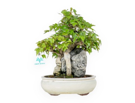 Acer Buergerianum - Maple - 33 cm