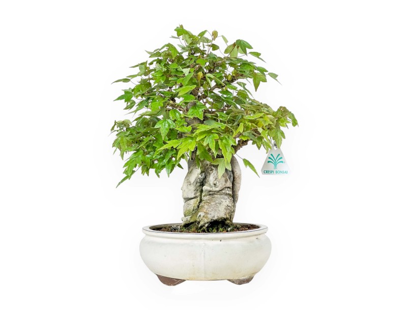 Acer Buergerianum - Maple - 33 cm