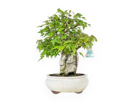 Acer Buergerianum - Maple - 33 cm