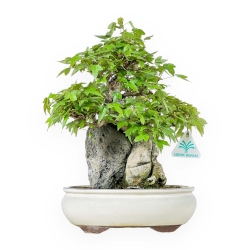 Acer Buergerianum - Érable - 33 cm