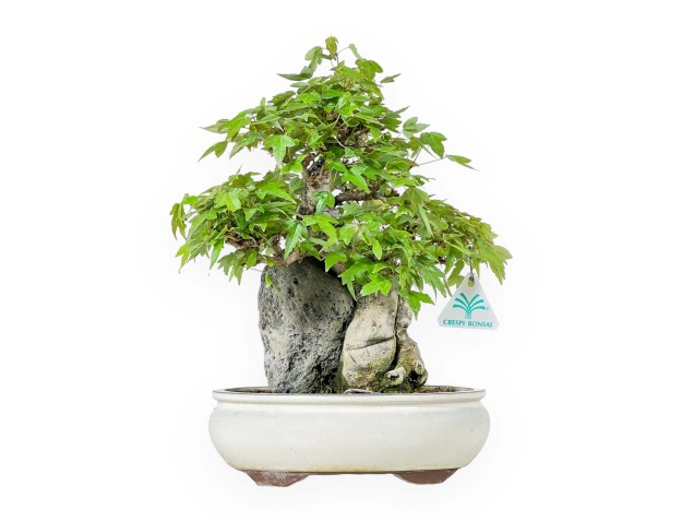 Acer Buergerianum - Maple - 33 cm
