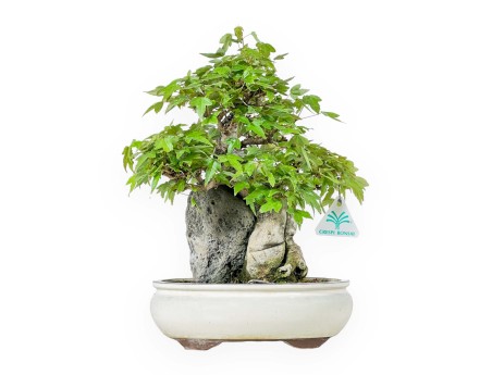 Acer Buergerianum - Acero - 33 cm