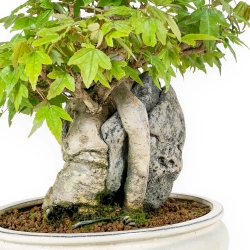 Acer Buergerianum - Érable - 33 cm