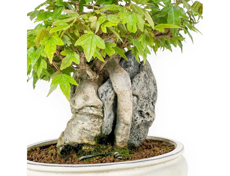 Acer Buergerianum - Maple - 33 cm