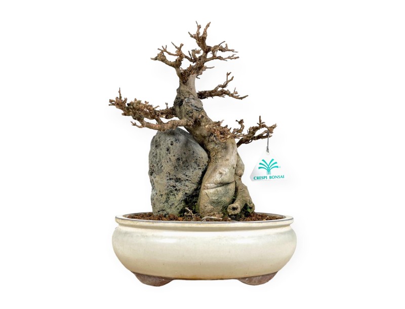 Acer Buergerianum - Maple - 33 cm