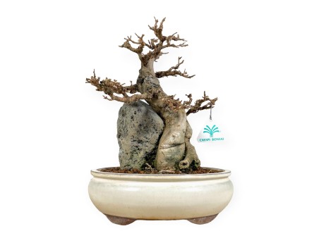 Acer Buergerianum - Acero - 33 cm