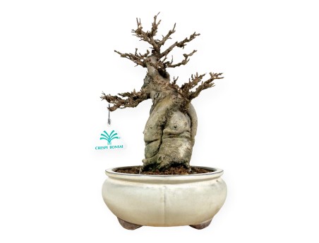 Acer Buergerianum - Érable - 33 cm