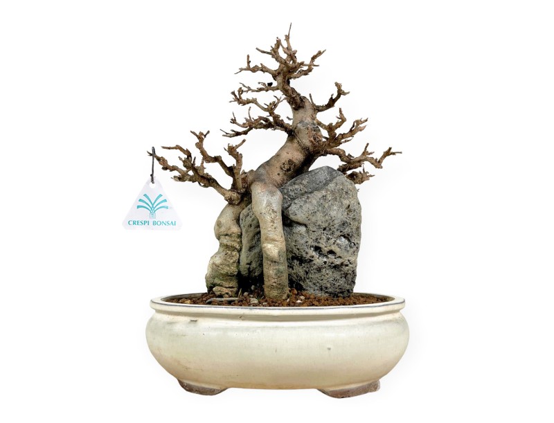 Acer Buergerianum - Érable - 33 cm