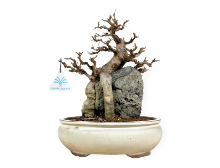 Acer Buergerianum - 33 cm