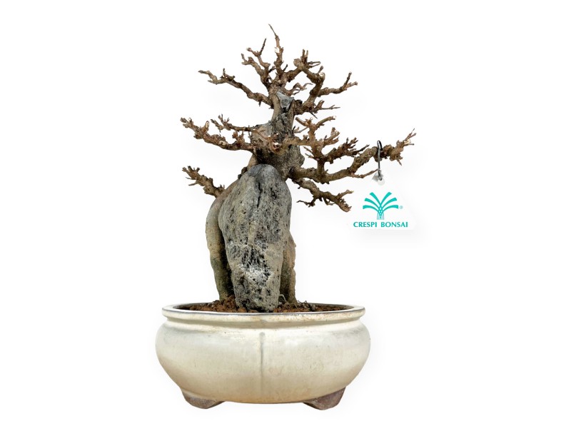 Acer Buergerianum - 33 cm