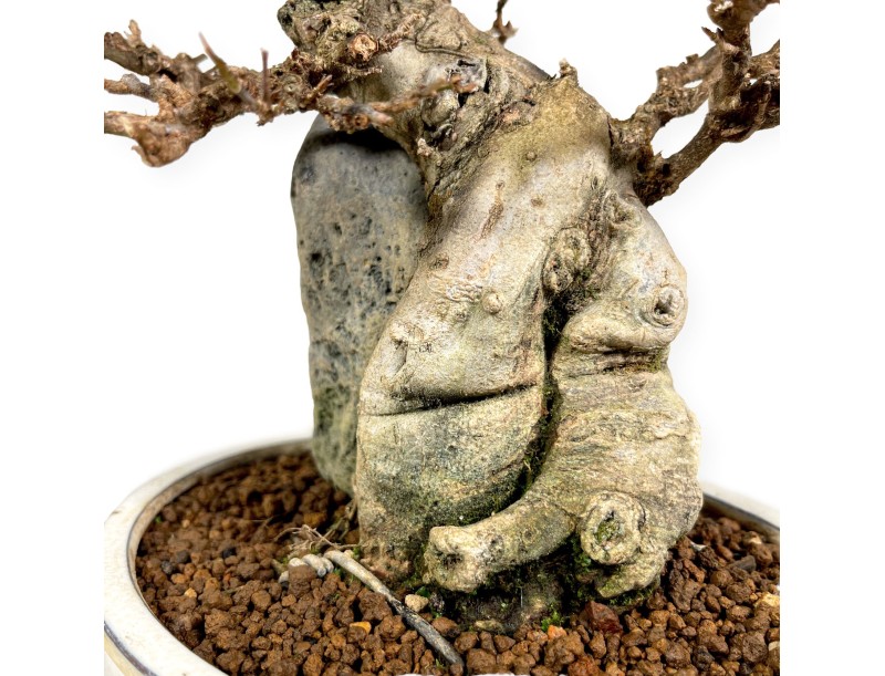 Acer Buergerianum - 33 cm