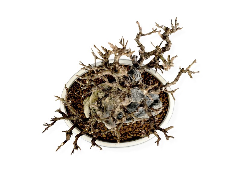 Acer Buergerianum - Érable - 33 cm