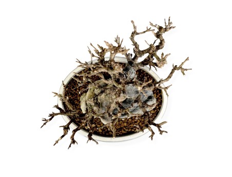 Acer Buergerianum - Érable - 33 cm