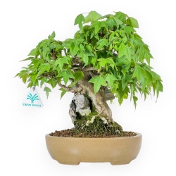 Acer Buergerianum - Acero - 30 cm