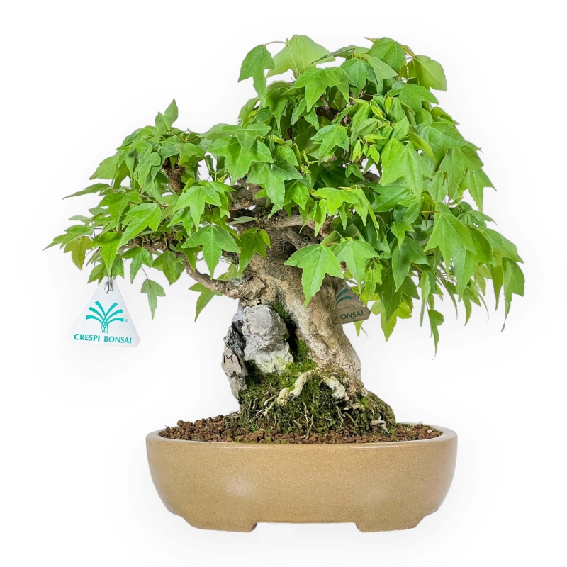 Acer Buergerianum - Maple - 30 cm